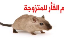 تفسير حلم الفئران للمتزوجه